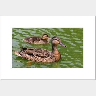 Mother Mallard Duck With Its Baby Posters and Art